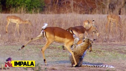 Moments When Prey Escaped Predators Marvelously