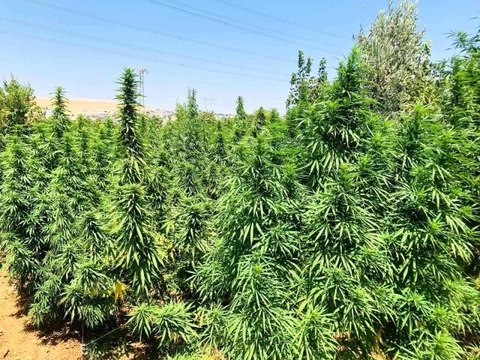 Son dakika haber | Jandarma baskın yaptı, çiftlik evi uyuşturucu evi çıktı