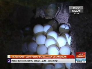 Penjualan telur penyu berleluasa di Sandakan