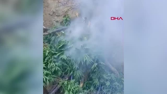 Bingöl haberi: BİNGÖL'DE 1 MİLYON KÖK KENEVİR ELE GEÇİRİLDİ