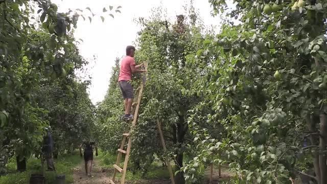 Bursa haberleri: Bursa Ovası'nda hasadı süren Santa Maria armudu dalında satılıyor