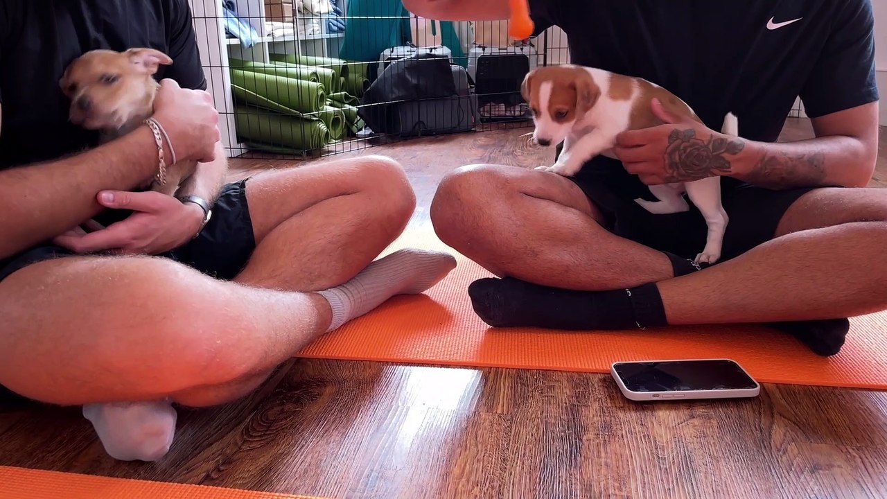 Puppy yoga in Manchester: Meet the cute puppies...