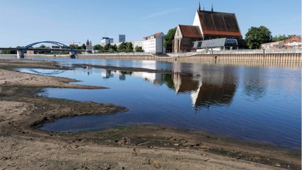 Quecksilber-Umweltkatastrophe: Tonnen von Fischkadavern aus der Oder geborgen