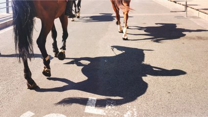 À New York, un cheval de calèche s'effondre à cause de la chaleur, les internautes indignés