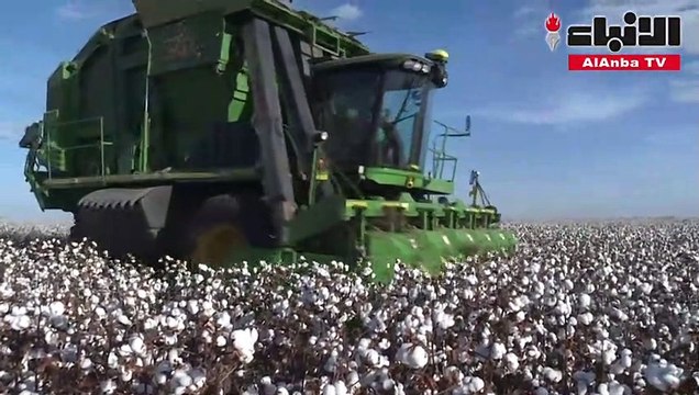 زراعة القطن المصنّف مستداماً تشهد ازدهاراً في البرازيل