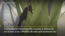 Reinserción en el mar de un caballito de mar