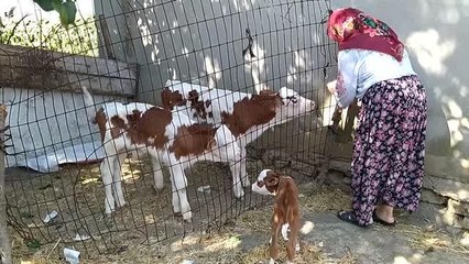 5 kilogram doğan buzağı sahibinin anne şefkatiyle yaşama tutundu