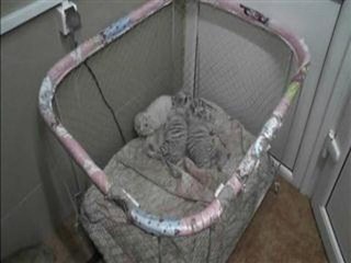 Three rare white Bengali tiger cubs born in Crimea
