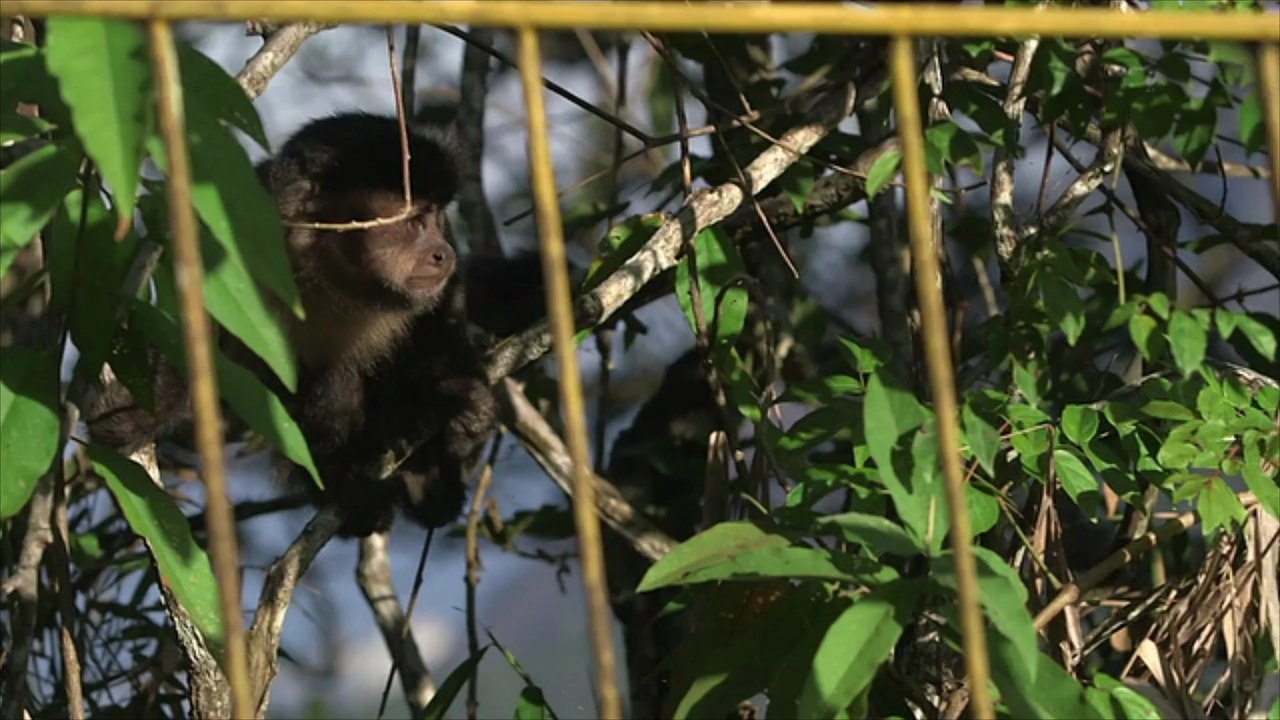 Extreme Angst vor Affenpocken: Brasilianer attackieren Affen
