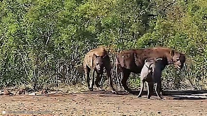 Most Epic Wild Boar Moments Caught On Camera