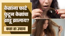 केसांना फाटे फुटलेत? करा हा उपाय | How To Get Rid Of Split Ends | Split Ends Treatment | Hair care