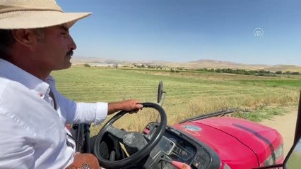 Kadınların bunaltıcı sıcakta çörek otu mesaisi