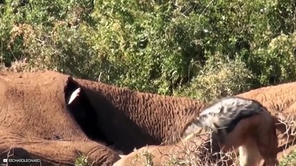 15 Extremely Strong African Animals   Wild Life