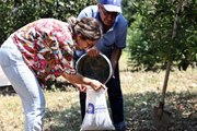 Antalya yerel: Antalya Büyükşehir'den Çiftçiye Ücretsiz Toprak Analizi