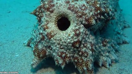 15 Scariest Sea Monster You Didn't Know Existed