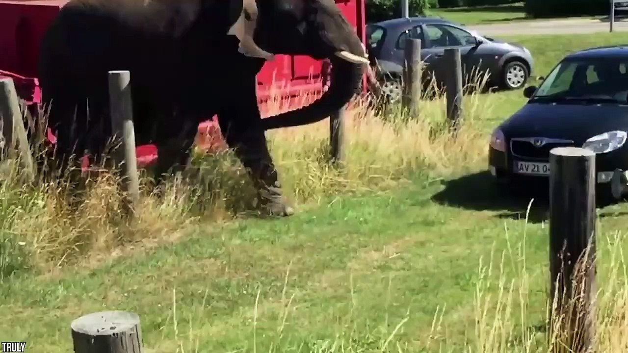 15 Animals VS Car Moments