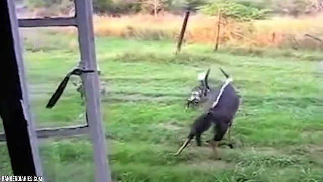 Why LEOPARDS And BUFFALOES Are Afraid Of African Wild Dog