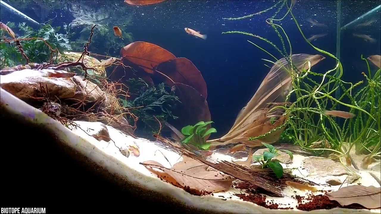 15 Badass Ocean Creatures That Eat Land Animals