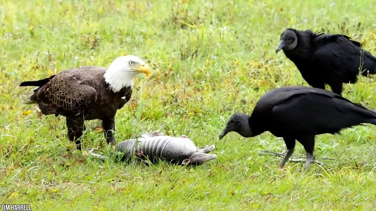 15 Best Eagle Attacks Caught on Camera Part 3