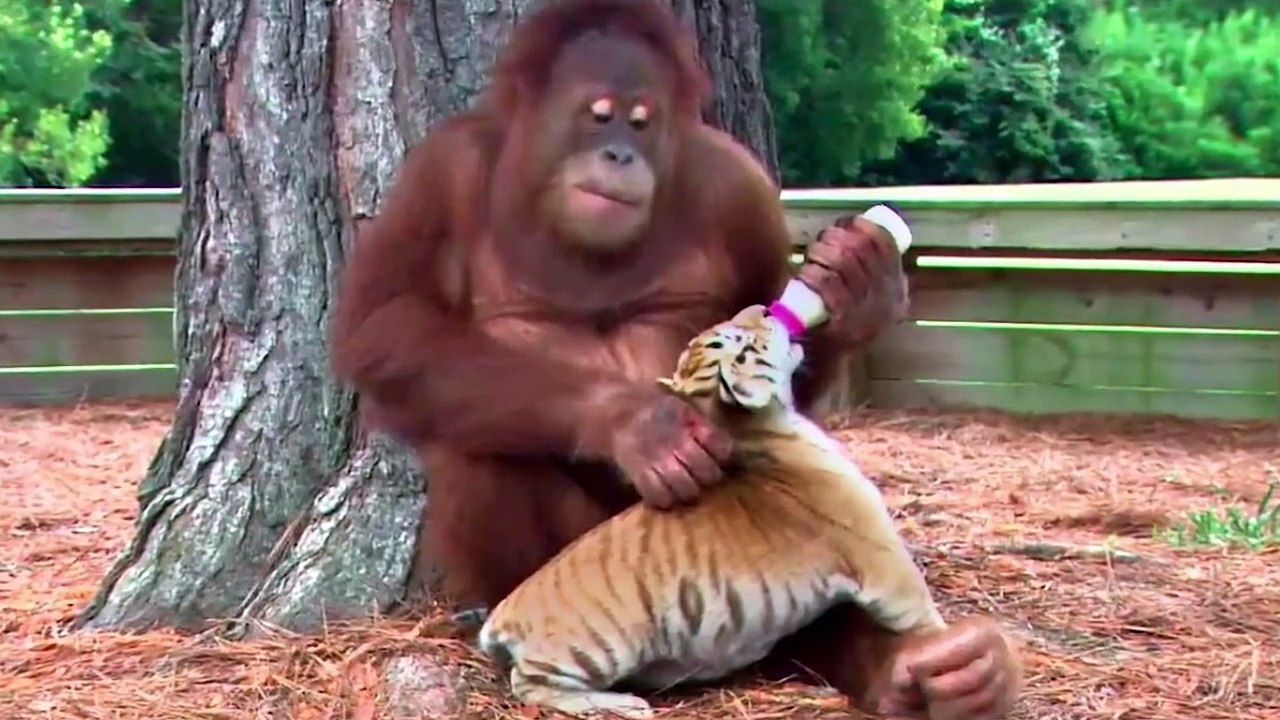 15 Animals Who Did Things And Melted Everyone’s Hearts