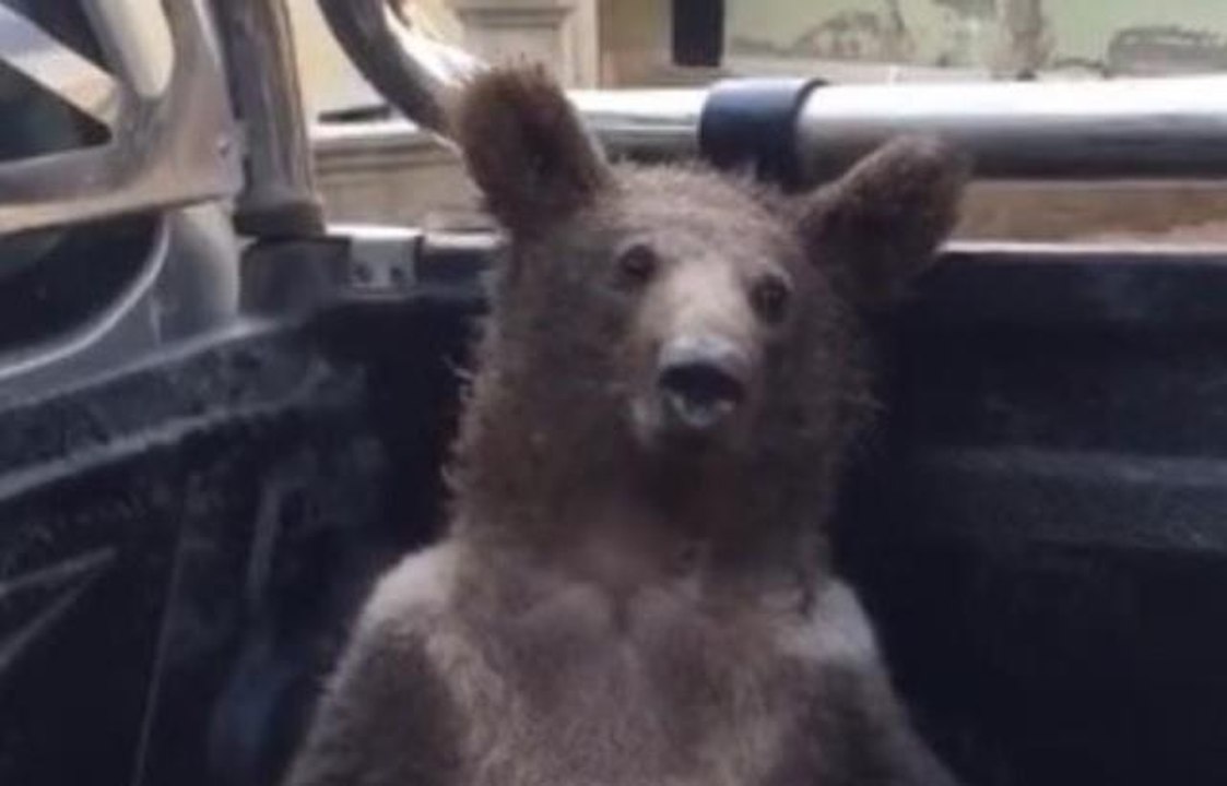 Bal yiyen ayı VİDEOSU! Bal yiyen ayı ne oldu? Balkız ayı kim?