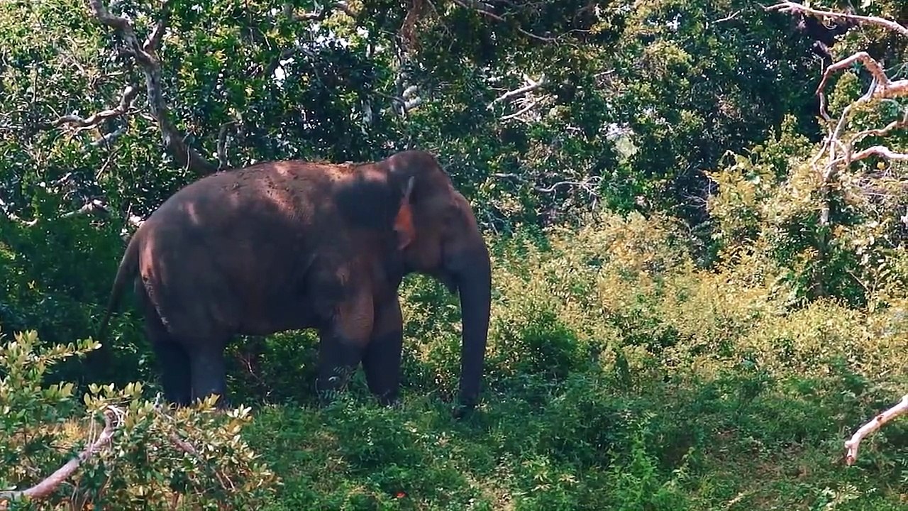 15 Animals Filmed Having Human-Like IQS
