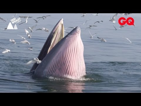 คุยกับ แดง - ชาญกิจ ผู้กำกับภาพมือทองกับการเล่าเรื่องวาฬไทยให้เราได้รู้ Save the Whale | GQ Special