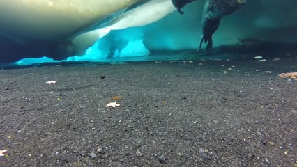 Una hembra de foca enseña a nadar a su cría