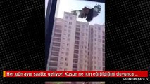 Her gün aynı saatte geliyor! Kuşun ne için eğitildiğini duyunca inanamayacaksınız