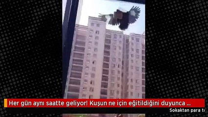 Her gün aynı saatte geliyor! Kuşun ne için eğitildiğini duyunca inanamayacaksınız