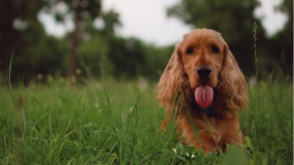 My dog eats grass. Is it safe?