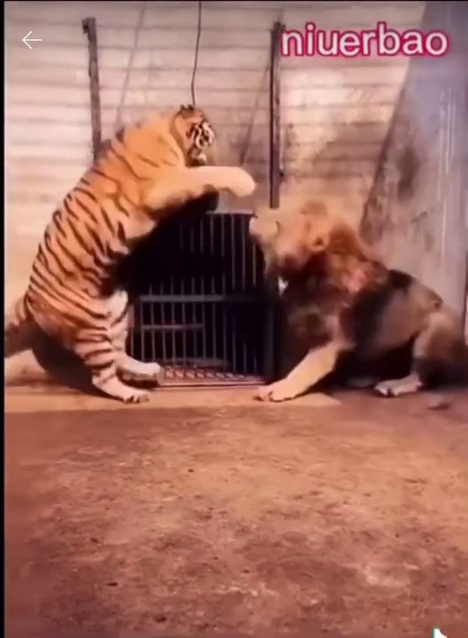 Tigre peleando con león
