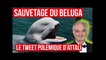 Sauvetage du béluga dans la seine : le tweet absolument honteux de Jacques Attali déchaine les foule