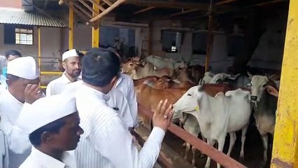 लम्पी स्किन डिजीज-366 संक्रमित, 4 गाय की मौत