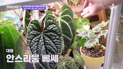 '이파리 한 장에 400만 원 (⊙﹏⊙)' 일반인(?) 태훈은 전혀 이해 못하는 식물의 세계