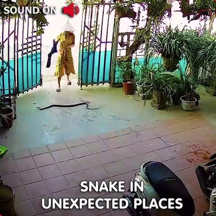 Snake In Unexpected Places