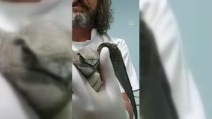 Son dakika gündem: Yaralı halde bulunan ebabil tedavi altına alındı