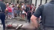 Un cheval de calèche s'effondre dans les rues de New York en pleine canicule