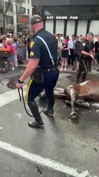 Un cheval fait un malaise à New York alors qu'il tirait une calèche de touriste pendant la canicule