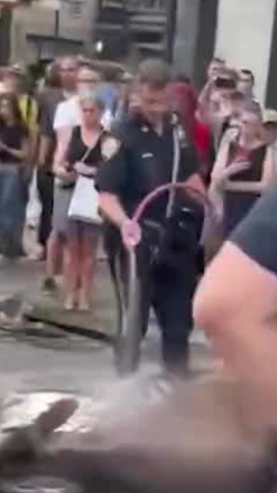 Un cheval de calèche s'effondre dans les rues de New York en pleine canicule (1)