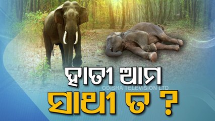 World Elephant Day | Jumbo tragedy in Odisha- Sharp spike in elephant deaths in State | Spl Story