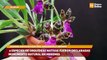 2 especies de orquídeas nativas fueron declaradas Monumento Natural en Misiones