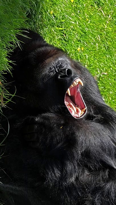Gorilla Yawning ASMR