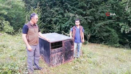 Balkız yuvaya döndü!