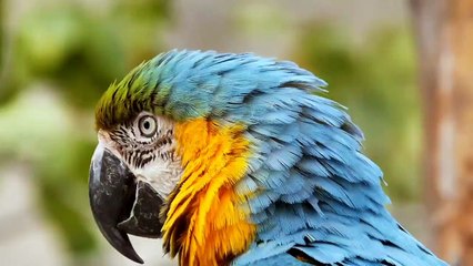 20 most wonderful birds in the world