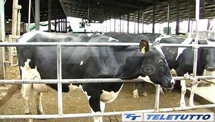 Video News - TROPPO CALDO, POCO LATTE