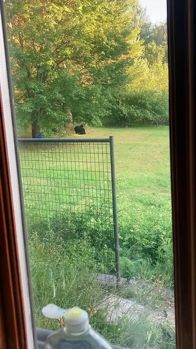 Adolescent Bear Cubs Wrestle in Yard