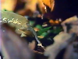 PBS NOVA - Living Machines