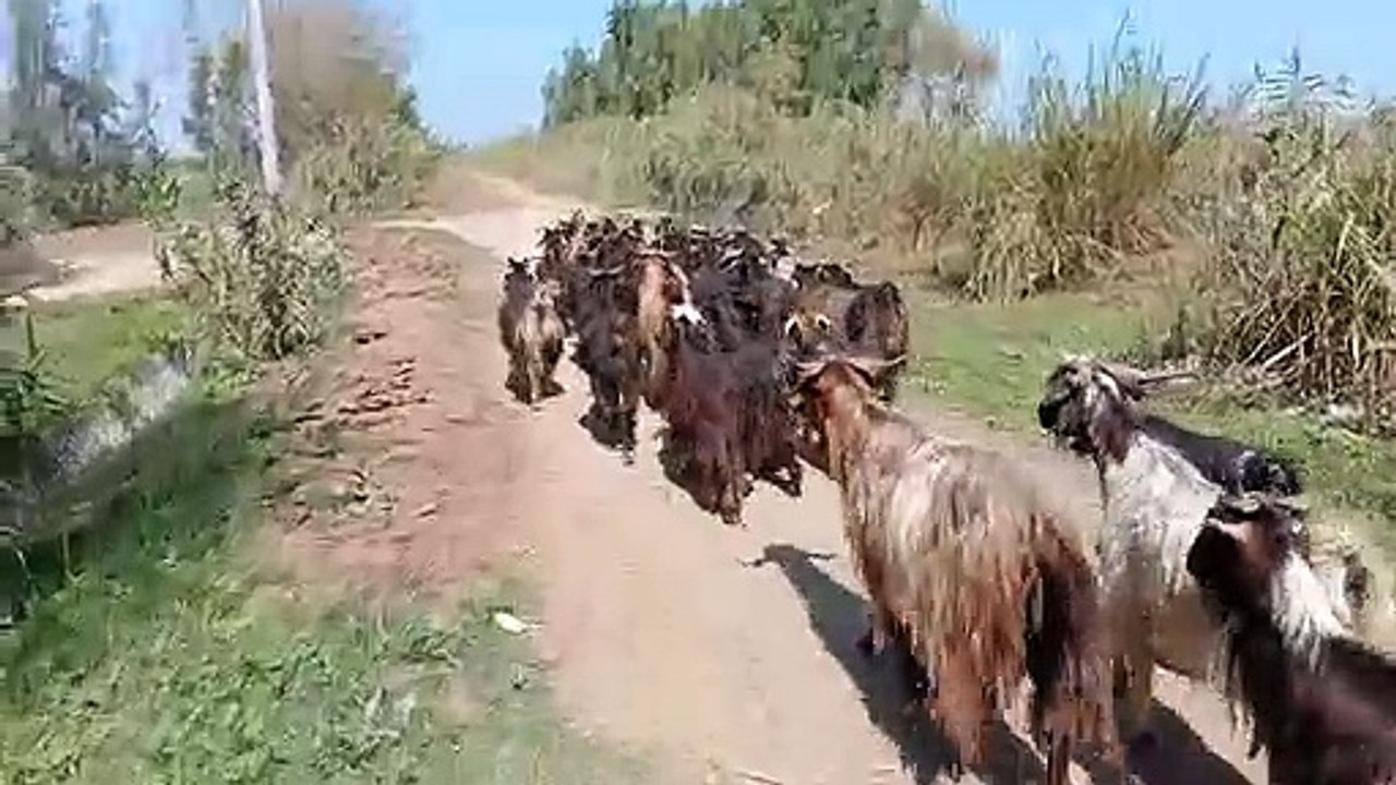 goats jhund bakrian trending video(720P_HD)