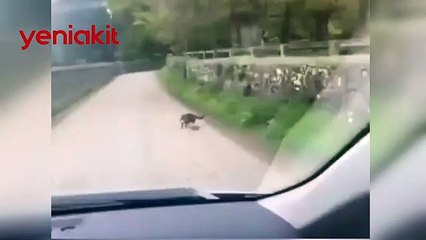 Fare kediyi kovaladı! Görenler gözlerine inanamadı..